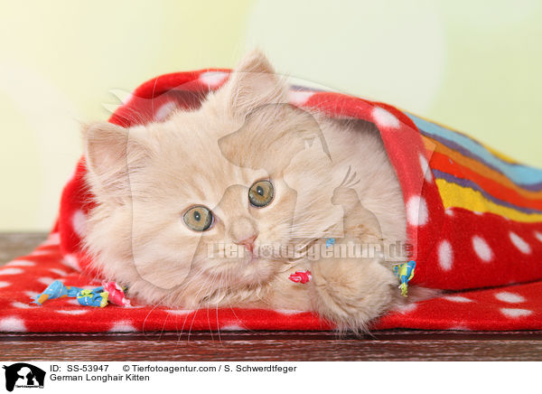 German Longhair Kitten / SS-53947