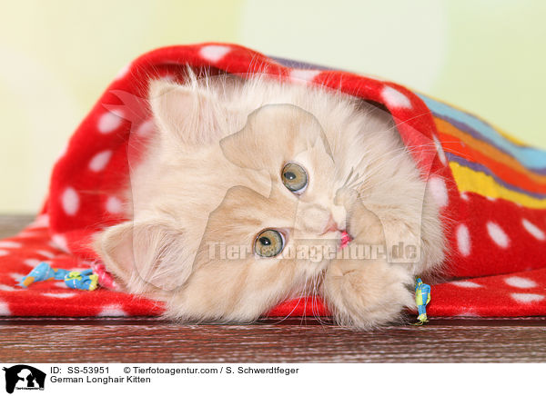 Deutsch Langhaar Ktzchen / German Longhair Kitten / SS-53951