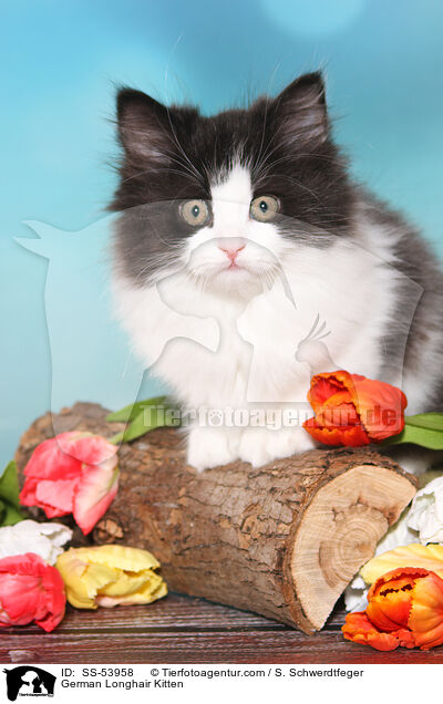 Deutsch Langhaar Ktzchen / German Longhair Kitten / SS-53958