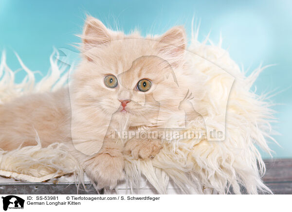 Deutsch Langhaar Ktzchen / German Longhair Kitten / SS-53981