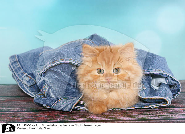 Deutsch Langhaar Ktzchen / German Longhair Kitten / SS-53991