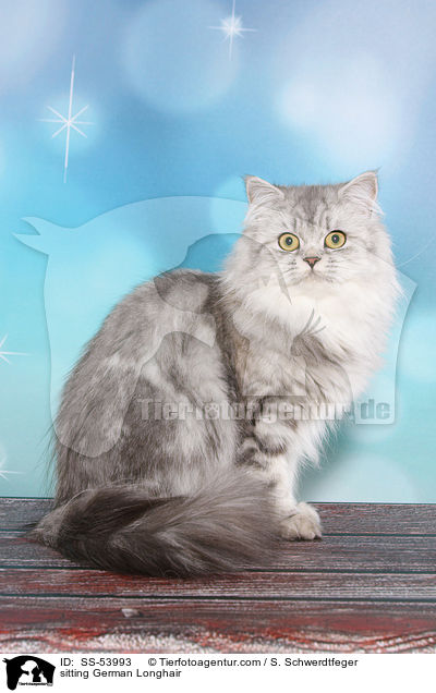 sitzender Deutsch Langhaar / sitting German Longhair / SS-53993