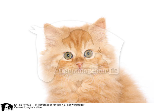 Deutsch Langhaar Ktzchen / German Longhair Kitten / SS-54032