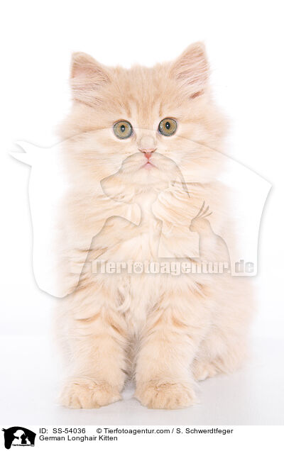 German Longhair Kitten / SS-54036