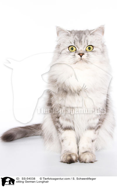 sitzender Deutsch Langhaar / sitting German Longhair / SS-54038