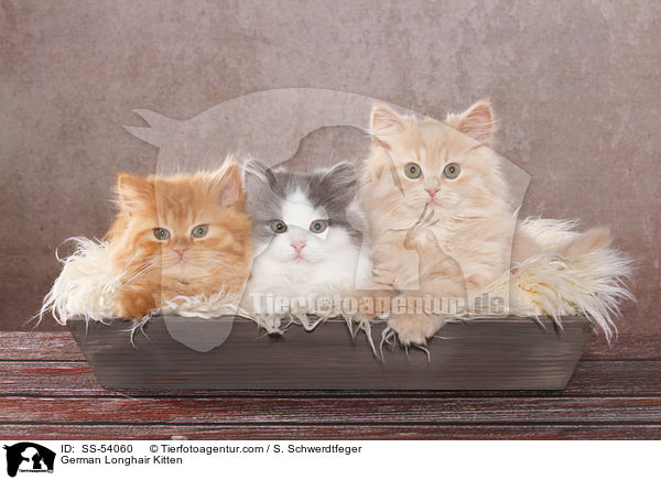 Deutsch Langhaar Ktzchen / German Longhair Kitten / SS-54060