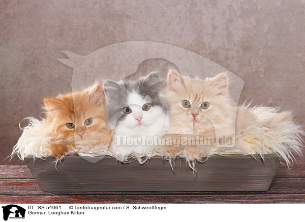 Deutsch Langhaar Ktzchen / German Longhair Kitten / SS-54061