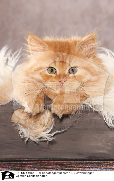 Deutsch Langhaar Ktzchen / German Longhair Kitten / SS-54065