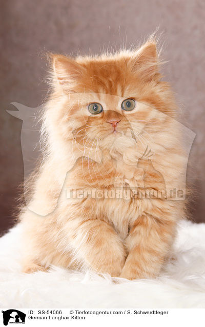 Deutsch Langhaar Ktzchen / German Longhair Kitten / SS-54066