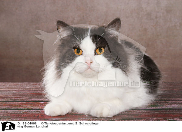 liegende Deutsch Langhaar / lying German Longhair / SS-54068