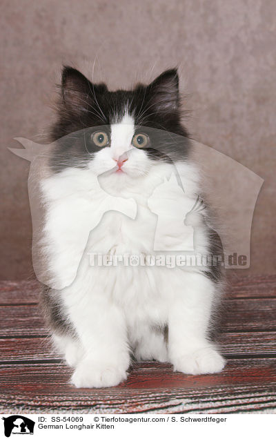 Deutsch Langhaar Ktzchen / German Longhair Kitten / SS-54069