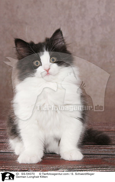 Deutsch Langhaar Ktzchen / German Longhair Kitten / SS-54070