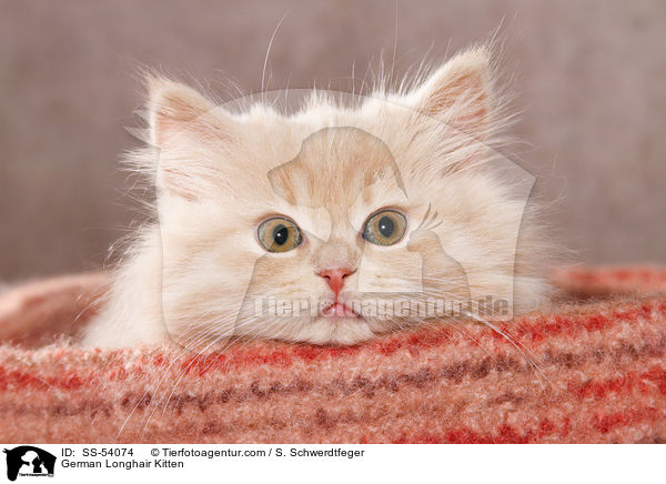 Deutsch Langhaar Ktzchen / German Longhair Kitten / SS-54074