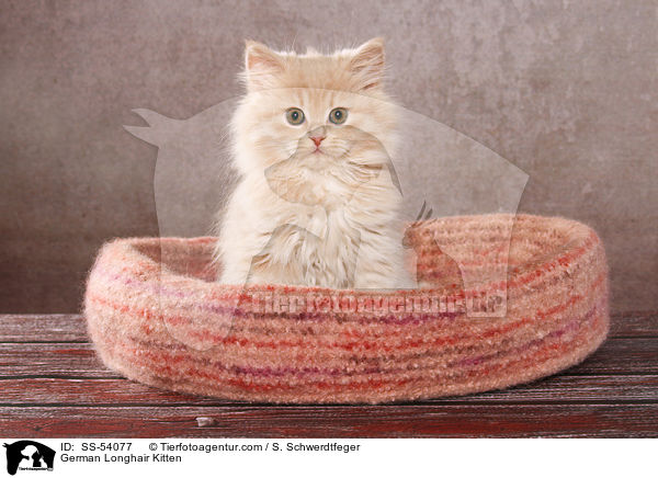 Deutsch Langhaar Ktzchen / German Longhair Kitten / SS-54077