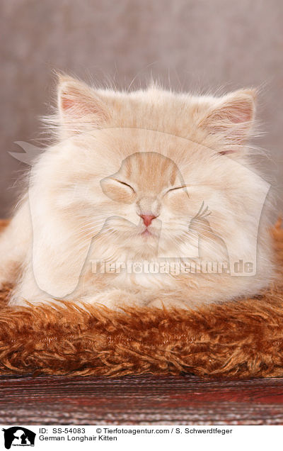 Deutsch Langhaar Ktzchen / German Longhair Kitten / SS-54083