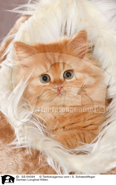 Deutsch Langhaar Ktzchen / German Longhair Kitten / SS-54094