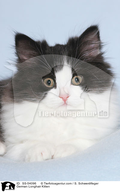 German Longhair Kitten / SS-54096