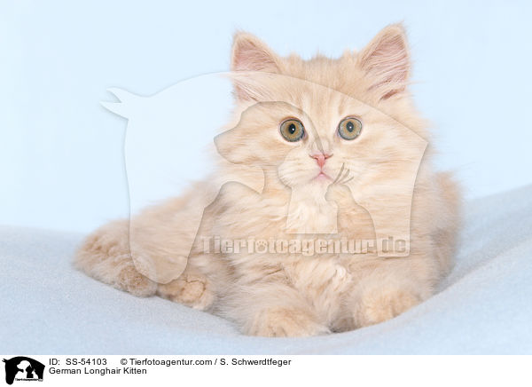 German Longhair Kitten / SS-54103