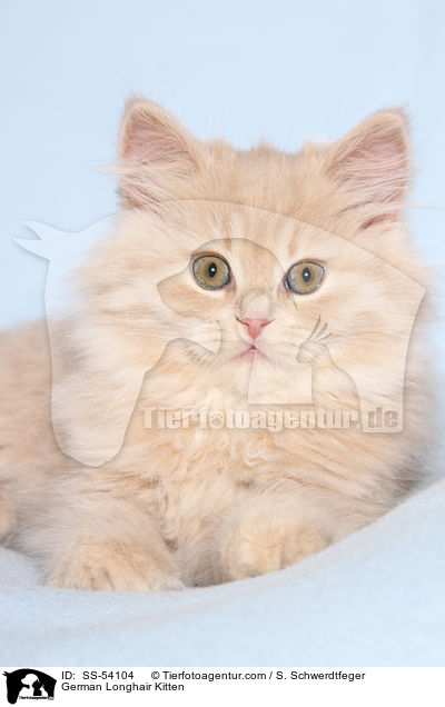 German Longhair Kitten / SS-54104