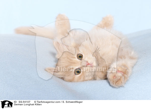 German Longhair Kitten / SS-54107