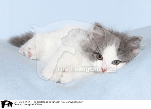 German Longhair Kitten / SS-54111