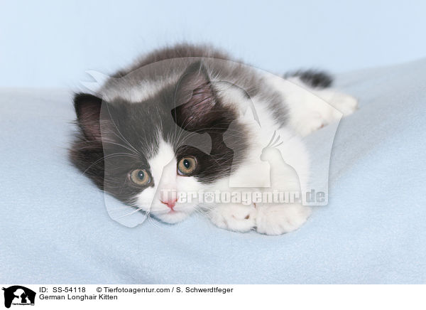 Deutsch Langhaar Ktzchen / German Longhair Kitten / SS-54118