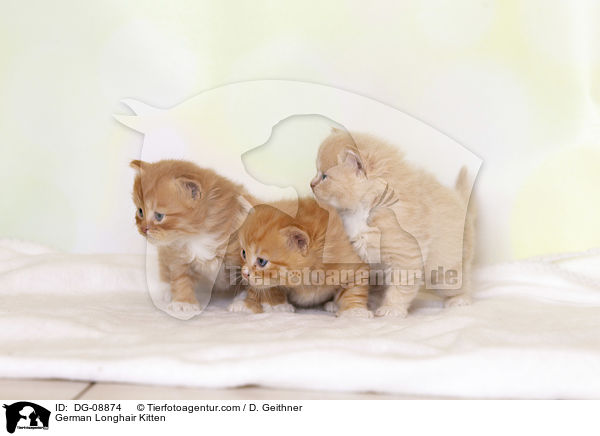 German Longhair Kitten / DG-08874