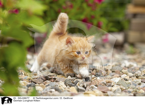 German Longhair Kitten / DG-08877