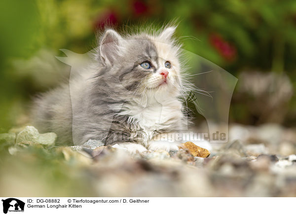 German Longhair Kitten / DG-08882