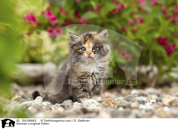 German Longhair Kitten / DG-08883