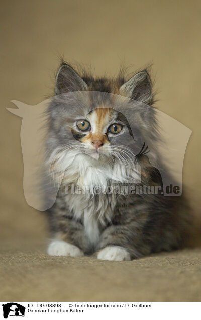 Deutsch Langhaar Ktzchen / German Longhair Kitten / DG-08898