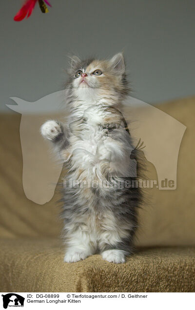 Deutsch Langhaar Ktzchen / German Longhair Kitten / DG-08899