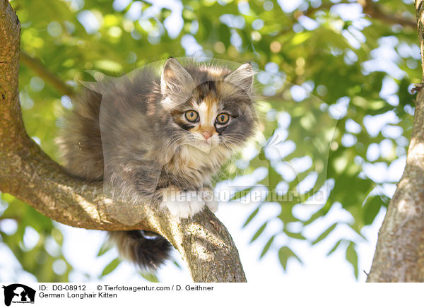 Deutsch Langhaar Ktzchen / German Longhair Kitten / DG-08912