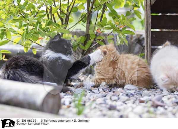 Deutsch Langhaar Ktzchen / German Longhair Kitten / DG-08925