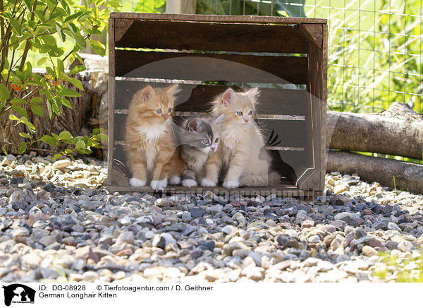 Deutsch Langhaar Ktzchen / German Longhair Kitten / DG-08928