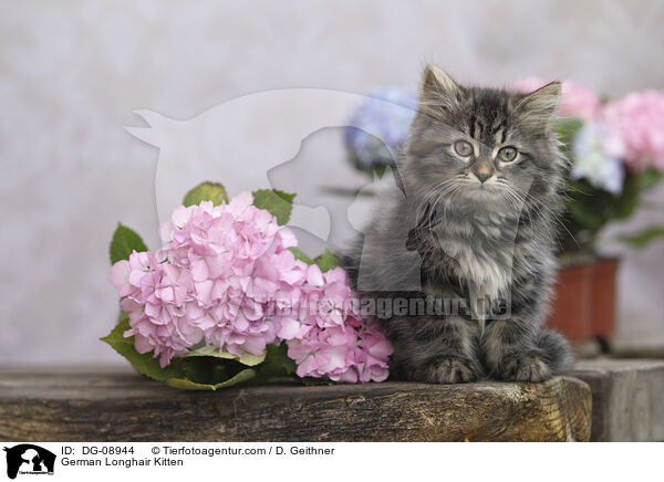 German Longhair Kitten / DG-08944