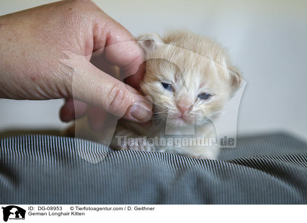 Deutsch Langhaar Ktzchen / German Longhair Kitten / DG-08953