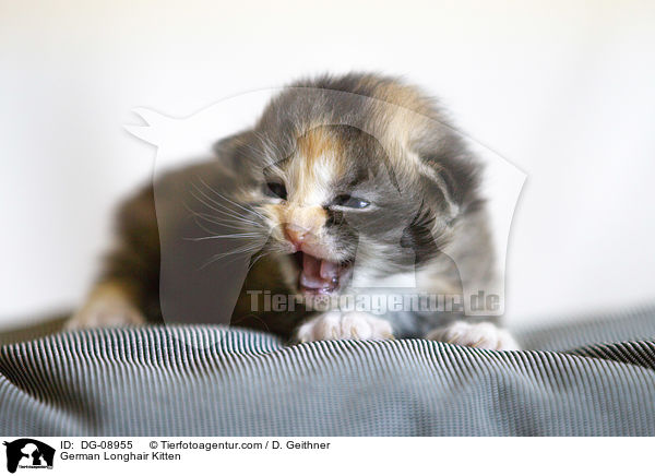 Deutsch Langhaar Ktzchen / German Longhair Kitten / DG-08955