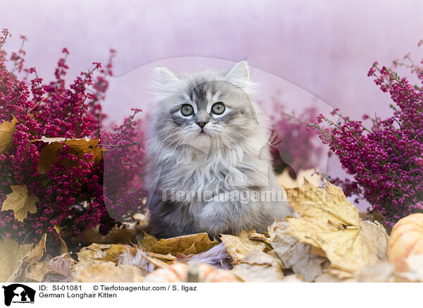 German Longhair Kitten / SI-01081