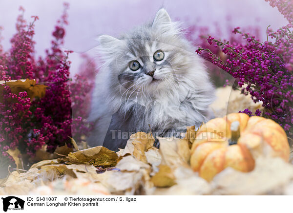 German Longhair Kitten portrait / SI-01087