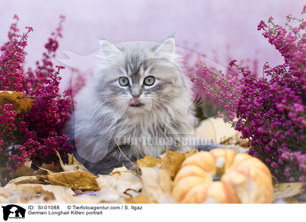 German Longhair Kitten portrait / SI-01088