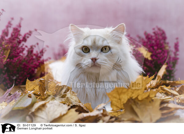 German Longhair portrait / SI-01129