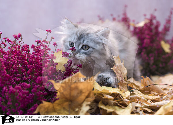 standing German Longhair Kitten / SI-01131