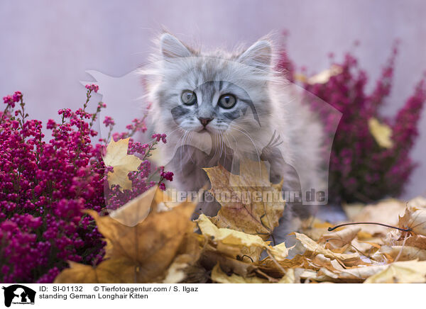 standing German Longhair Kitten / SI-01132