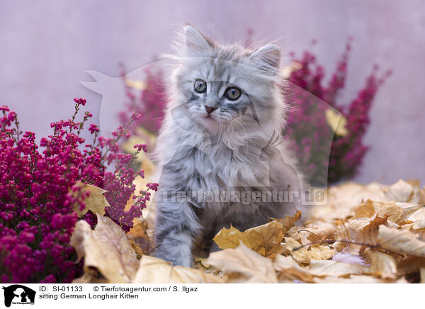 sitting German Longhair Kitten / SI-01133