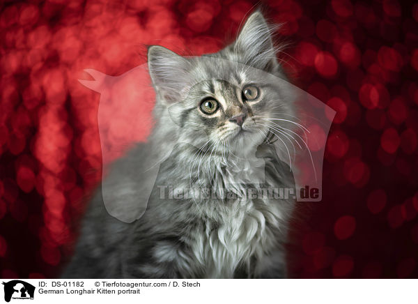 Deutsch Langhaar Ktzchen Portrait / German Longhair Kitten portrait / DS-01182