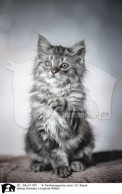 sitting German Longhair Kitten / DS-01197