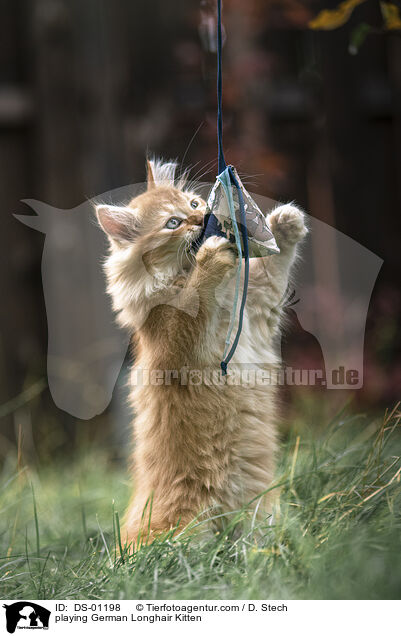 playing German Longhair Kitten / DS-01198