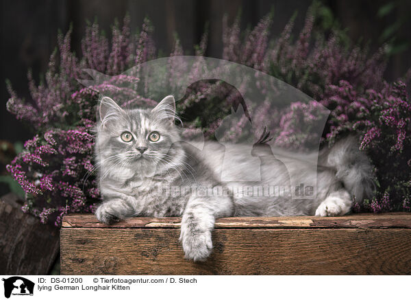 liegendes Deutsch Langhaar Ktzchen / lying German Longhair Kitten / DS-01200