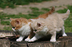 German Longhair Kitten